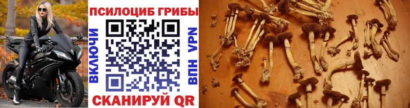 наркотики  Дубна  Галлюциногенные грибы мицелий 